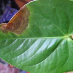 На листьях антуриума коричневые пятна