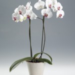 Грунт для орхидей