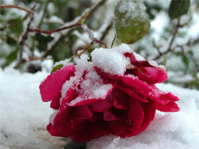  розы зимой
