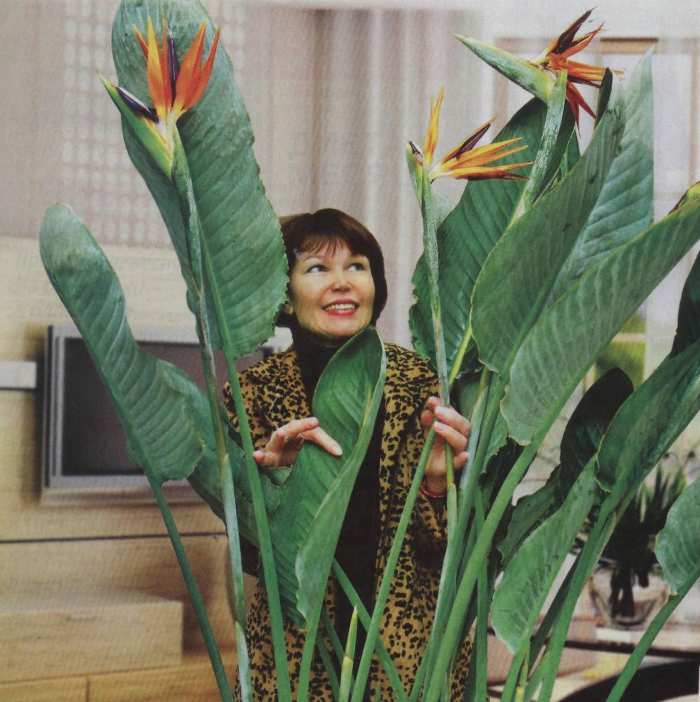 Стрелиция. Выращивание