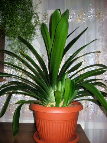 Комнатное Растение Кливия Фото