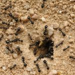Почему появляются муравьи на участке