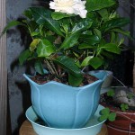 Уход за гарденией